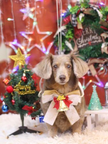 20231220桃ちゃん